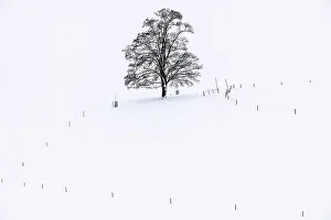 Bavaria Winter Scenery Prints: Single tree in winter landscape
