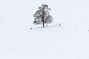 Southern Germany Winter Scene Prints: Single tree in winter landscape
