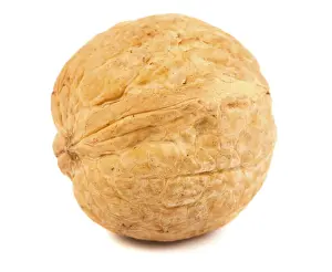 Deserted Walnut Scene Prints: Single walnut isolated on a white background