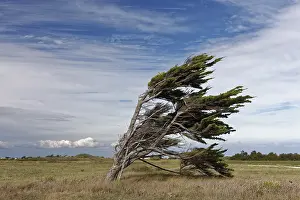 Ile D'Oleron Island Prints: Single windbroken tree, Pointe de Chassiron