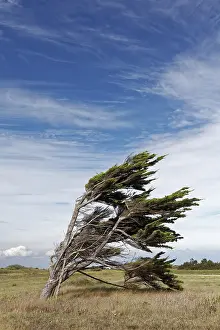 Deserted French Landscape Prints: Single windbroken tree, Pointe de Chassiron