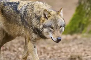 Wolf In Forest Prints: A single wolf moves in the forest
