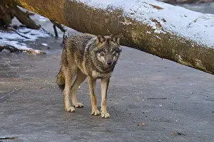 Gray Wolf In Winter Prints: A single wolf standing next to a fallen tree trunk on a patch of ice