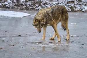 Winter Wildlife Germany Prints: A single wolf standing on ice and looking down