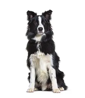 Cute Dog Prints: Sitting Border collie looking at the camera