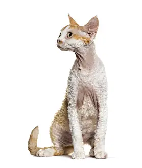 Devon Rex Cat Prints: Sitting Devon rex cat looking away
