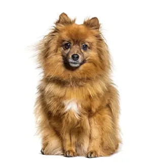 Isolated Animal Prints: Sitting Keeshond looking at the camera