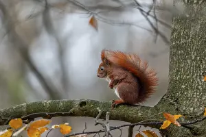 Eurasian Red Squirrel Image Prints: Sitting motionless on a beech branch