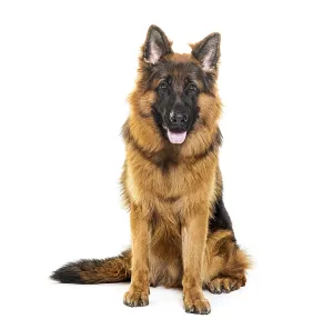 Young Pedigree Dog Prints: Sitting and panting German shepherd