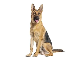 Guard Dog Prints: Sitting and panting German shepherd