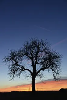 Agricultural Landscapes Prints: Sky, cloud, evening, clouds, tree