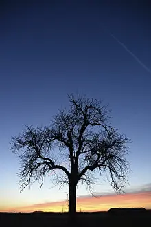 Evening Light Atmosphere Prints: Sky, cloud, evening, clouds, tree