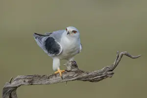 Prints of Slider (Elanus caeruleus), eats vole, Extremadura, Spain Black Shouldered Kite Prints: Slider (Elanus caeruleus) Print, Vole Prey