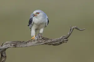 Bird Photography Spain Prints: Slider (Elanus caeruleus), eats vole