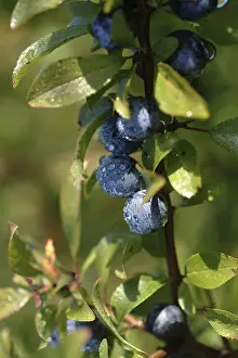 Blackthorn Bush Prints: Sloes