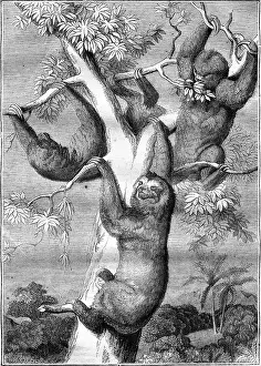 Sloth Prints: Vintage Print of Sloths, 1836 Engraving