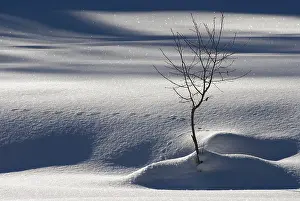Single Tree In Snow Prints: Small, bare tree in a shadowy winter landscape