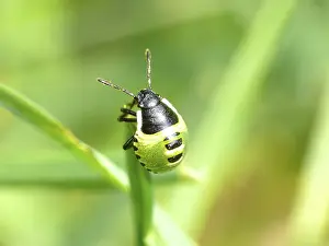 Animal Representation Art Prints: Small bug