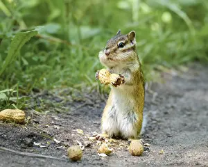 Xerinae Rodent Species Prints: A small chipmunk sits on the path and nibbles nuts