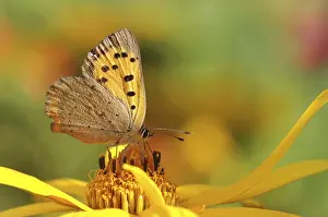 Deserted Landscape Photo Prints: Small fire butterfly