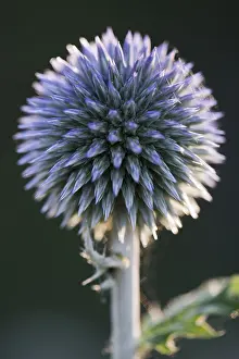 Europe Flowering Plants Prints: Small globe thistle (Echinops ritro)