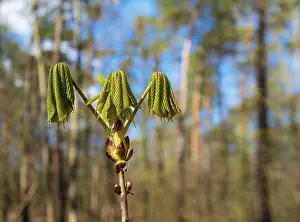 Middle Europe Plants Prints: Small leaves on the bud of a deciduous tree