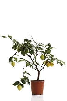 Vitamin Rich Plant Life Prints: Small lemon tree