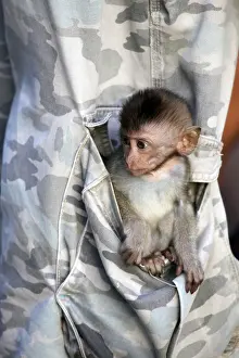 Mammal In Natural Environment Prints: The small monkey in a pocket of trousers