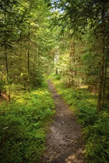 Baden Wurttemberg Countryside Prints: Small path through the forest, Black Forest