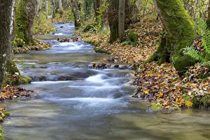 Baden Wurttemberg Waterfalls Prints: Small steps in the stream, water