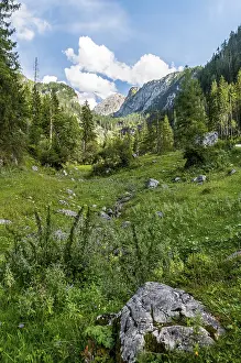 Upper Bavarian Nature Reserve Prints: Small stream bed in the valley