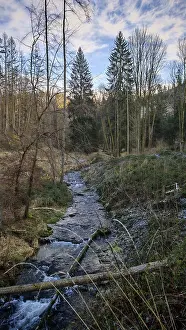 Bare Trees Germany Prints: A small stream flows through the wintry forest