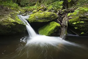 Wooded Waterfront Scenery Prints: A small stream in a forest with a small water fall