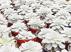Ornamental Plant Design Prints: Small succulent plants background