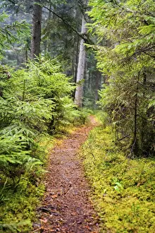 Green Woods Landscape Photo Prints: Small tramp path through the Green Forest