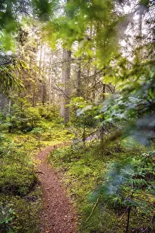 Baden Wurttemberg Scenery Prints: Small tramp path through the Green Forest