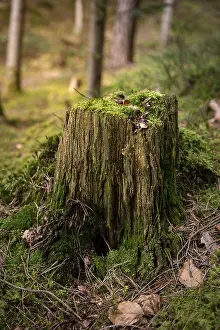 Central Europe Forest Scenes Prints: Small tree stump in the Black Forest