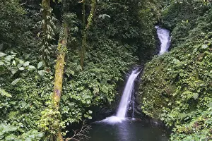 Wilderness Nature Photography Prints: Small waterfall in the cloud forest