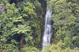 New Zealand Waterfall Prints: Small waterfall in the rainforest