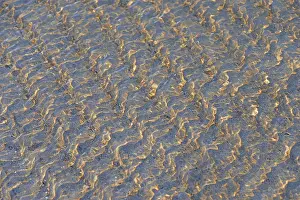 Norderney Coastline Prints: Small waves on the sandy beach with light reflections