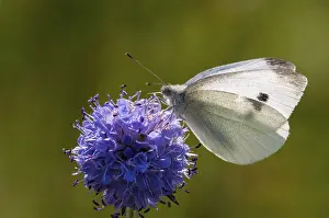 Prints of Small white cabbage, white cabbage, Pieris Rapae, small white, butterfly, insects, butterfly, butterflies, butterflies, whites Small White Prints: Small White Butterfly on White Cabbage Print