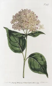 Smooth Hydrangea Print, hand-coloured copper engraving
