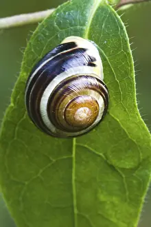 Leaf Detail View Prints: Snail on leaf