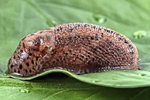 Snail On Leaf Prints: Snail on a leaf in the wild