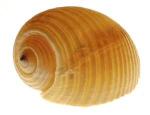Conch Prints: Snail-shell Print by ImageBROKER