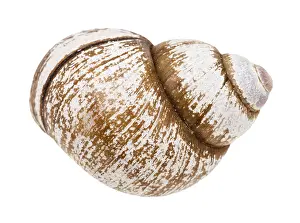 Prints of Snail shell on white background Snail Prints: White Background Snail Shell Print