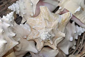 Wild Fauna Images Prints: Snail, snail shell, snail shell