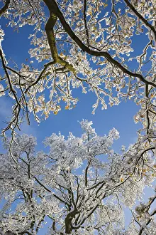Snow Covered Tree Branches Prints: Snow covered bare tree branches