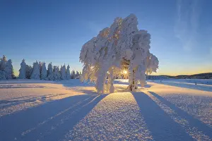 Snowy Black Forest Landscape Prints: Snow covered beech tree, Winbuche