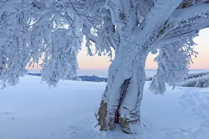 Central Europe Winter Photography Prints: Snow covered beech tree, Winbuche